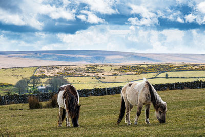 Horses grazing on field against sky