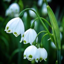 Close-up of white flowers