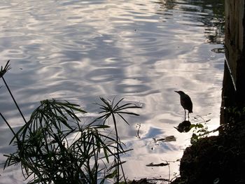 Birds perching on lake