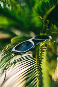 Close-up of fresh green leaves on tree