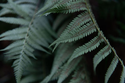 Close-up of leaves on tree