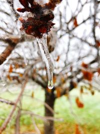 Close-up of frozen plant