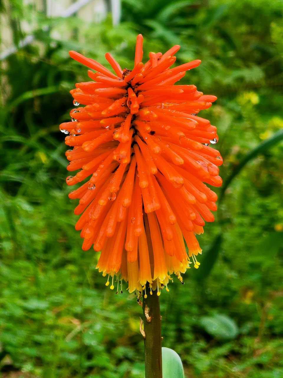 CLOSE-UP OF ORANGE FLOWER