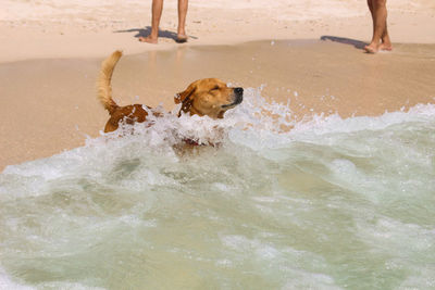 Dog in water