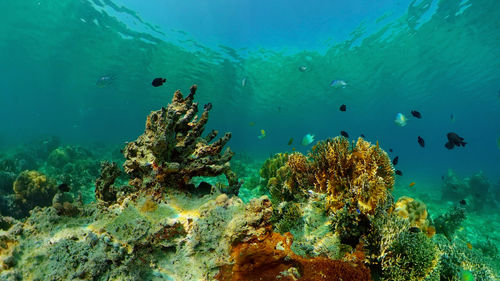 Coral reef underwater with fishes and marine life. coral reef and tropical fish. philippines.