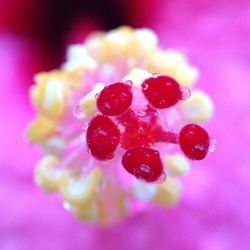 Close-up of pink flower