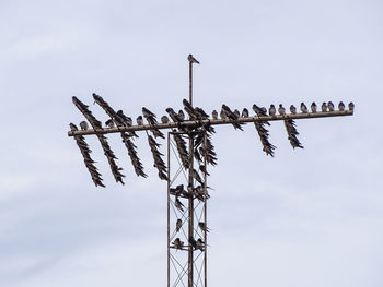 Low angle view of birds perching on pole against sky