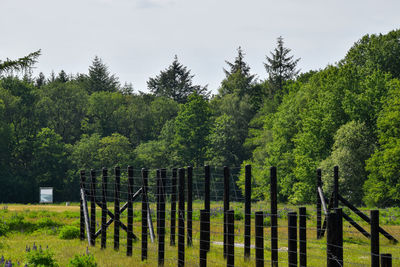 Trees growing on field against sky