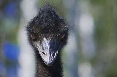 Close-up of bird