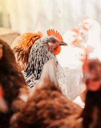 Close-up of a black and white chicken 