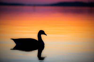 Silhouette bird in lake against orange sky