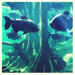 Close-up of fish in aquarium