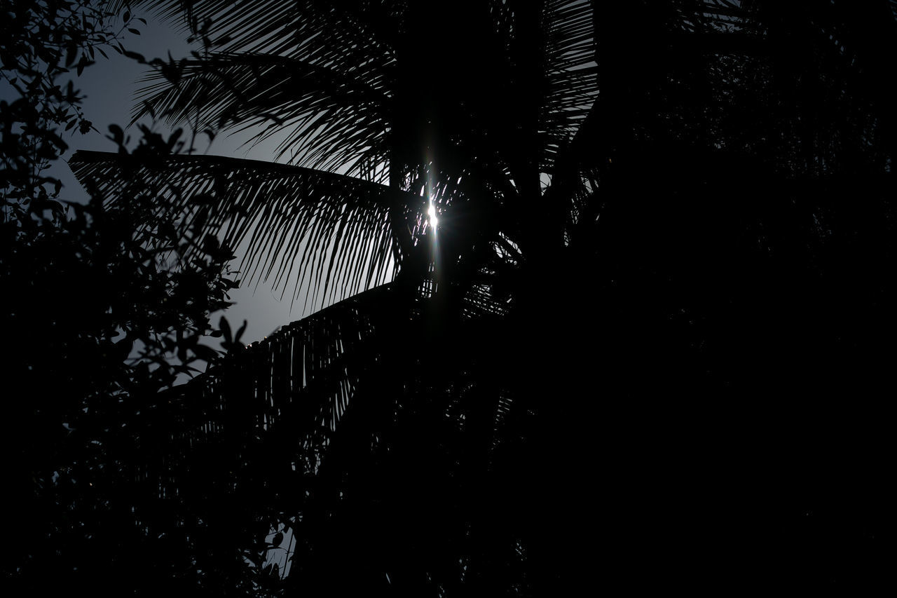 SILHOUETTE OF TREES AGAINST SKY AT NIGHT