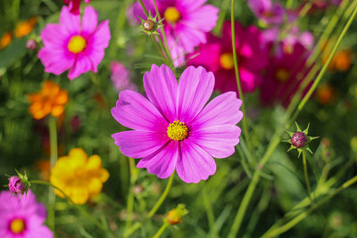 Close-up of pink cosmos flowers