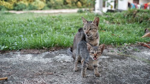 Portrait of tabby kitten in field