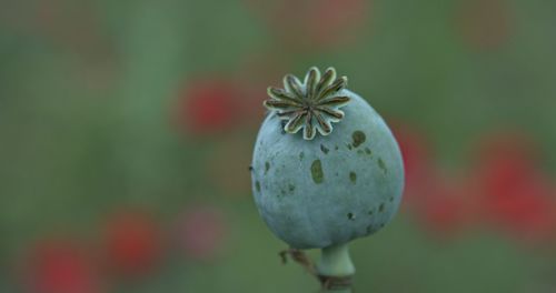 Close-up of poppy growing on plant