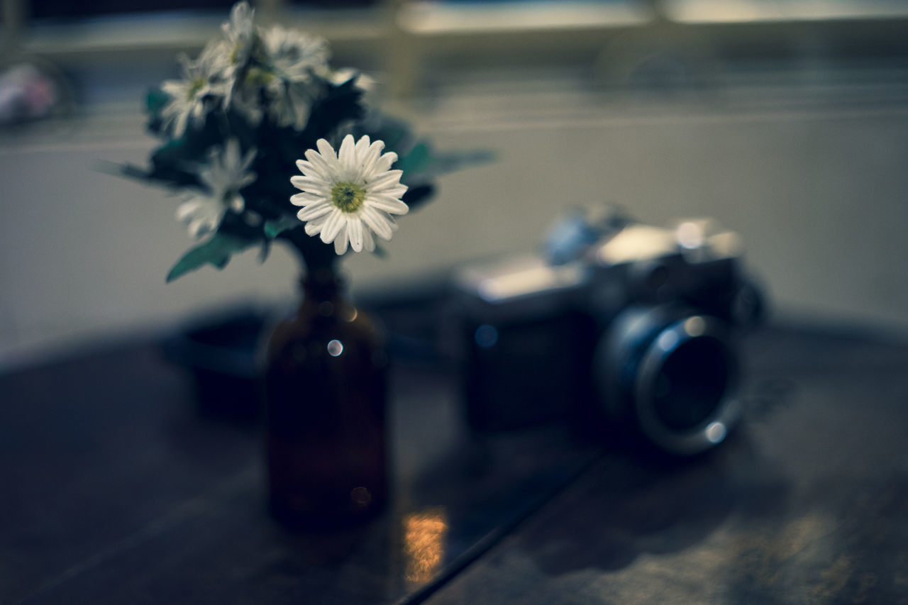 CLOSE-UP OF FLOWER ON TABLE