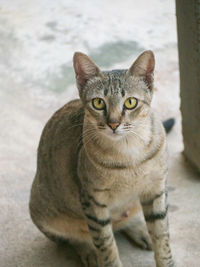 Close-up portrait of tabby cat