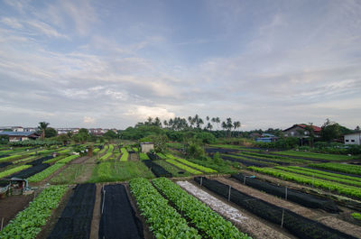 High angle view of agricultural field against sky