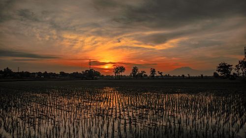 Scenic view of field against sky during sunset