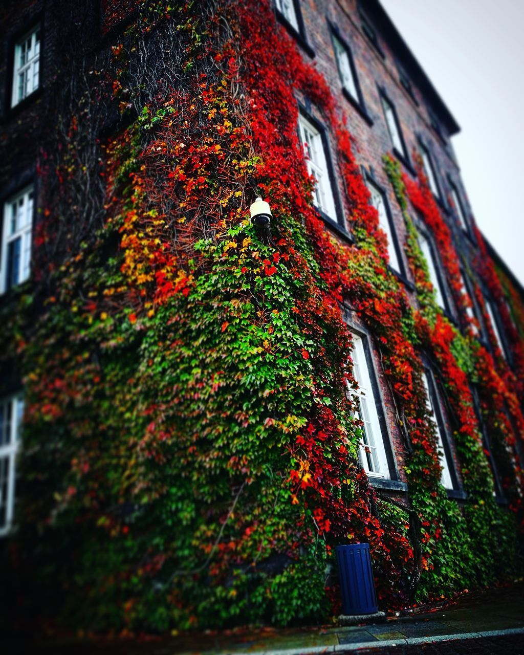 LOW ANGLE VIEW OF IVY GROWING ON BUILDING