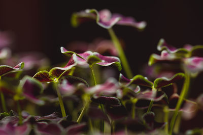 Close-up of purple flowering plants