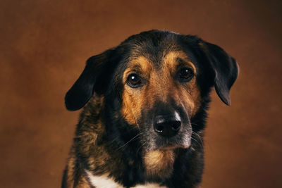 Close-up portrait of dog