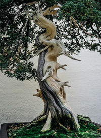 Close-up of lizard on tree trunk