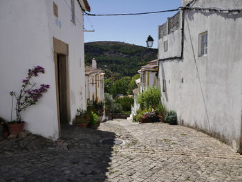 Plants and houses against clear sky