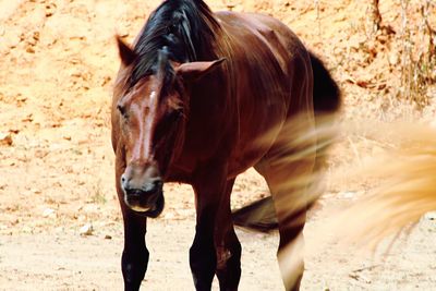 Horse standing in a field