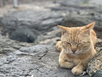 Close-up of a cat sitting on the ground