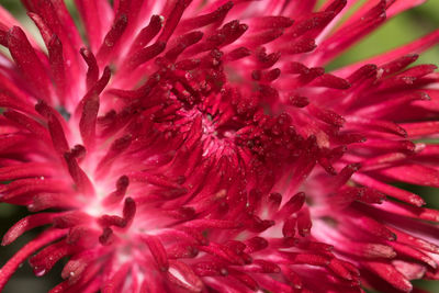 Full frame shot of red flower