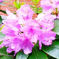 Close-up of pink flowers