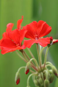 Close-up of red flower