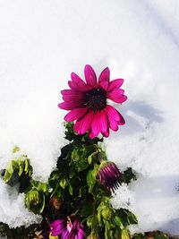 Close-up of pink flowers blooming against sky