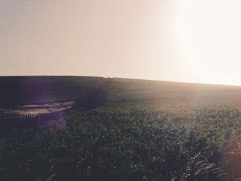 Scenic view of field against clear sky