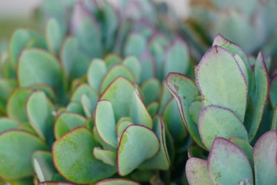 Marnier kalanchoe, kalanchoe marnieriana, a species of widows-thrill, widow thrill