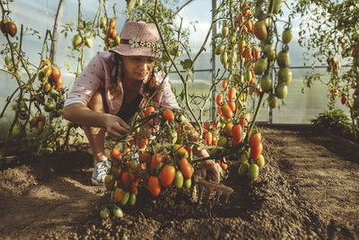 Mature farmer digging soil with gardening fork in greenhouse