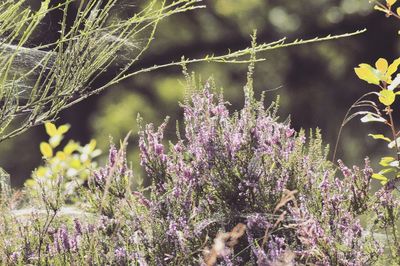 Close-up of flowers growing on tree