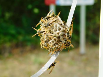 Close-up of bee on leaf