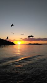 Silhouette birds flying over sea against sky during sunset