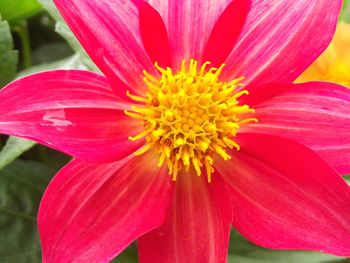 Macro shot of red flower