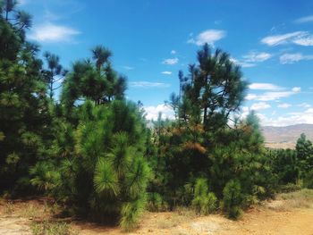 Trees on field against sky