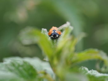 Close-up of ladybug on leaf