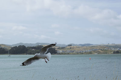 Seagull flying over sea against sky