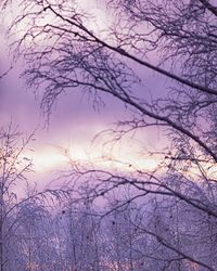 Silhouette bare trees against sky during sunset