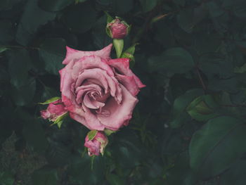 Close-up of pink rose