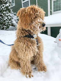 Dog lying on snow covered field