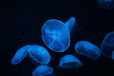 Jellyfish swimming in sea