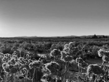 Plants on field against clear sky in bnw. peaceful scenery 